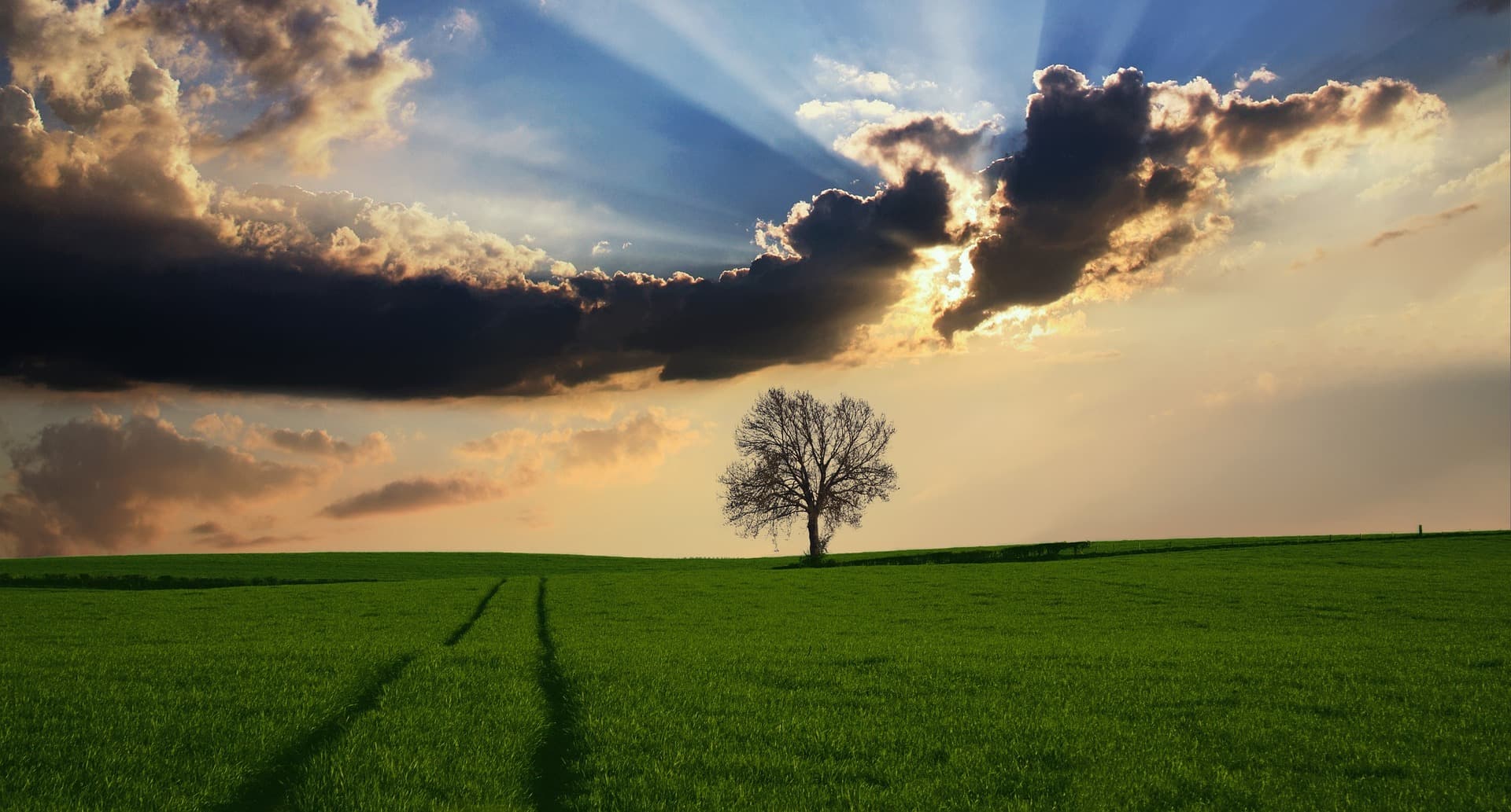 Paysage prairie avec un arbre